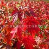 批發(fā)美國(guó)紅楓樹(shù).日本紅楓.中國(guó)紅楓嫁接.紅楓 品種齊全