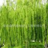 基地供應(yīng)綠化苗木垂柳 金絲垂柳 綠化工程 行道樹(shù) 庭院專(zhuān)用