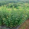 低價出售5-8公分櫻花樹苗木 湖南櫻花基地直供 庭院綠化苗木