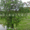 福建串錢柳