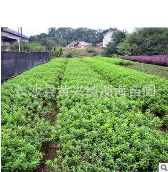 杜鵑球 基地直銷 杜鵑球杜鵑及各規格道路綠化常綠灌木毛娟球批發