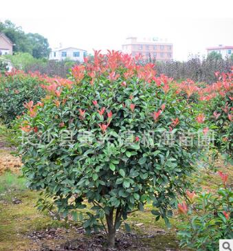 樹苗直銷 紅葉石楠球、紅葉石楠樹、紅葉石楠小苗 批發綠化苗木