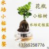 小榕樹室內桌面花卉綠植.水培.土培懶人懶人花卉.凈化空氣防輻射