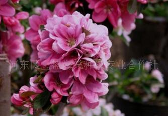 批發(fā)木瓜海棠低價格 新品種海棠花 海棠苗木