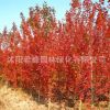 美國紅楓樹苗批發(fā)中國紅楓盆栽嫁接植物日本紅楓 秋火焰