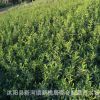 供應(yīng)綠化灌木連翹苗又名黃老虎攀緣植物庭院工程綠化苗木