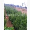 河南柏樹苗，側(cè)柏樹 刺柏樹
