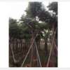 臺灣欒樹各種規格大量批發供應 價優！