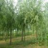 北京苗圃供應(yīng)綠化苗木 銀芽柳