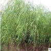 優(yōu)質(zhì)五角楓樹苗基地五角楓苗木8公分樹形優(yōu)美園林景觀工程五角楓