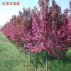 北京苗圃供應(yīng)苗木花樹 鉆石海棠 紅寶石海棠 絢麗海棠