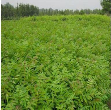 紅油香椿樹現貨批發 當年可食用香椿 規格齊全