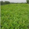 紅油香椿樹現(xiàn)貨批發(fā) 當(dāng)年可食用香椿 規(guī)格齊全