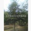 本苗場供應樂昌含笑自產自銷規(guī)格齊全樂昌含笑工程小苗