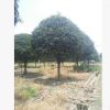 基地直銷綠化苗木 桂花樹 規格齊全