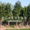 香泡 綠化工程 規(guī)格齊全 移栽多年香泡樹 實生香泡