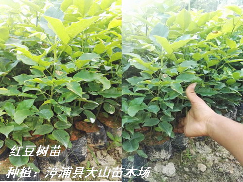 紅豆樹，鄂西紅豆樹，江陰紅豆樹，耐寒，江蘇、浙江、四川、云南種植