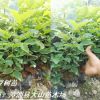 紅豆樹，鄂西紅豆樹，江陰紅豆樹，耐寒，江蘇、浙江、四川、云南種植