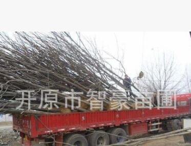 本苗圃常年出售梧桐，辛樹，質(zhì)量保證