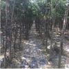 現(xiàn)挖現(xiàn)賣皂角樹苗 濕地綠化工程用皂角樹苗