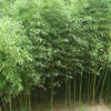 批發(fā)竹子苗 青竹 青皮竹子 四季常青 庭院綠化觀賞 綠籬