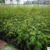 批發工程苗 綠化苗木 雞爪槭樹苗 雞爪槭小苗 庭院綠化 成活率高