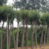 批發綠化苗木 大葉女貞 常綠植物 高桿女貞樹苗規格齊全