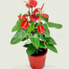 室內(nèi)高檔花卉盆栽紅掌精品盆景 火鶴花白掌苗 粉掌盆栽四季開(kāi)花