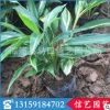 福建優(yōu)質(zhì)花葉良姜銷售|花葉良姜價格 花葉良姜批發(fā)