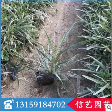 紫葉狼尾草多規(guī)格供應 基地直銷 量大從優(yōu)