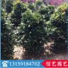 紅車球基地直銷 1米高 低價批發(fā) 盆栽花卉