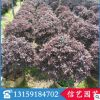 紅花繼木盆栽 規(guī)格齊全 園林綠化工程 紫色地被