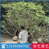 雞蛋花樹價格 綠化苗木 福建雞蛋花樹基地 大量批發(fā)白花雞蛋花