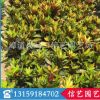 福建優(yōu)質(zhì)變?nèi)~木 漳州變?nèi)~木價格