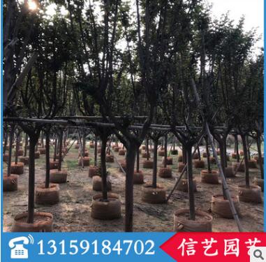 小葉紫薇價格 福建基地直銷 多規(guī)格供應