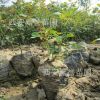 農(nóng)家直銷月季 盆載月季 豐花月季 生長快適應(yīng)范圍廣