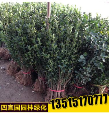 綠籬植物批發 大葉黃楊苗冬青小苗大葉黃楊小苗 規格齊全工程綠化