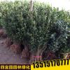 綠籬植物批發(fā) 大葉黃楊苗冬青小苗大葉黃楊小苗 規(guī)格齊全工程綠化