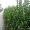 庭院工程綠化苗木衛(wèi)矛苗綠籬衛(wèi)矛小苗 花壇綠化常青衛(wèi)矛苗