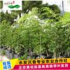 永發(fā)名貴樹(shù)苗降香黃檀正宗海南黃花梨樹(shù)苗北南方種植綠化苗木批發(fā)