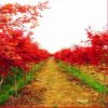 供應(yīng)綠化苗木 喬木類(lèi)紅楓苗 日本紅楓苗