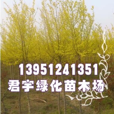 供應(yīng)金葉榆綠化苗 工程苗 金葉榆行道樹價(jià)格 量大優(yōu)惠