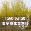 供應金葉榆綠化苗 工程苗 金葉榆行道樹價格 量大優惠