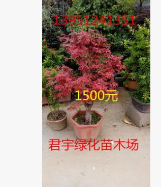 供應(yīng) 批發(fā) 大型紅楓藝術(shù)樹樁盆景