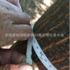 苦楝 苦楝樹 苦楝工程苗 12-30公分量大 1-12公分量大