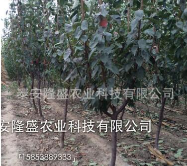脆紅李子苗批發(fā)山東苗木基地批發(fā)李子樹(shù)苗品種齊全李子苗價(jià)格優(yōu)惠