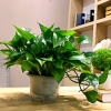 綠蘿盆栽 辦公室 室內(nèi)植物花卉吸甲醛水培綠植長藤綠羅盆景