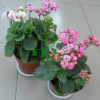 室內綠植 長壽花重瓣苗 長壽花苗 長壽花盆栽 多肉植物 防輻射