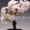進(jìn)口櫻花種子日本櫻花 櫻花盆栽種子 彩色芙蓉花 楓樹 神秘果金桔