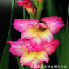 基地批發優質劍蘭種球 可水培 盆栽花卉植物 唐菖蒲種球多種顏色